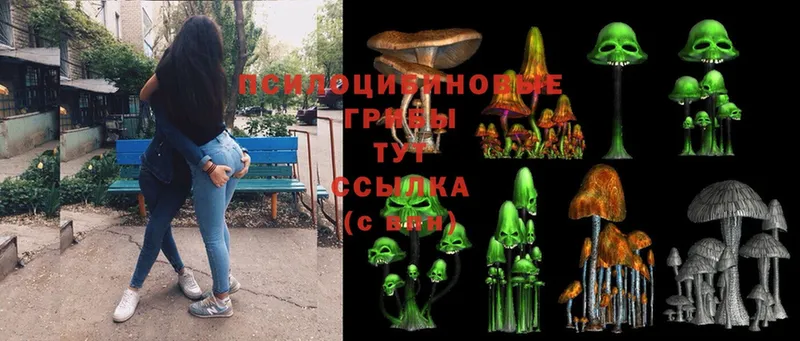 Галлюциногенные грибы Psilocybine cubensis  Карачев 